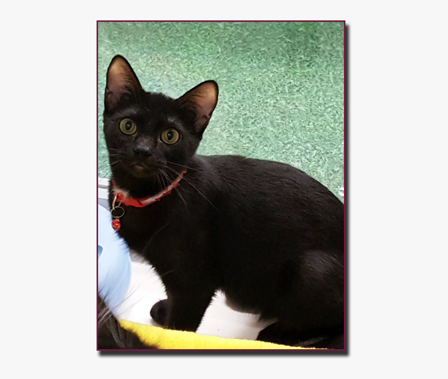 Black Cat, Transparent Clipart