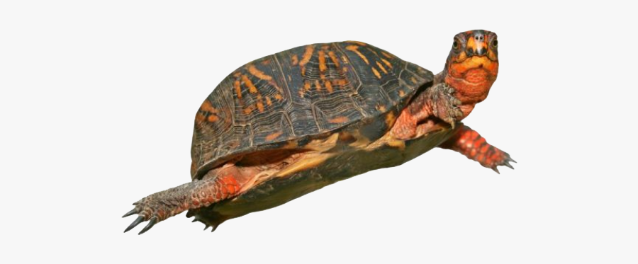 Box Turtle Png Hd - Red Eared Slider Turtle Png, Transparent Clipart