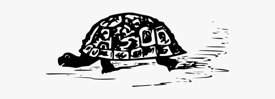 Turtle Drawing - Черно Белая Черепаха Пнг, Transparent Clipart