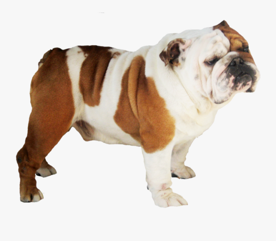Bulldog Png Image - Pit Bull Dog That Looks Like A Pug, Transparent Clipart