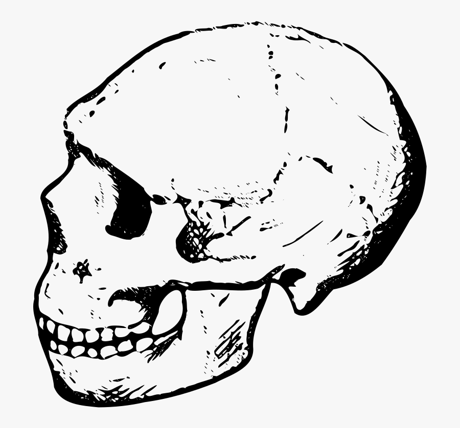 Amud Skull - Human Skull Clipart Png, Transparent Clipart