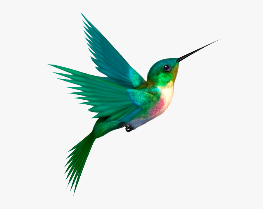 Hummingbird With No Background, Transparent Clipart