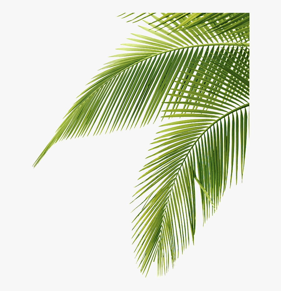 Palm Tree Leaf Png, Transparent Clipart