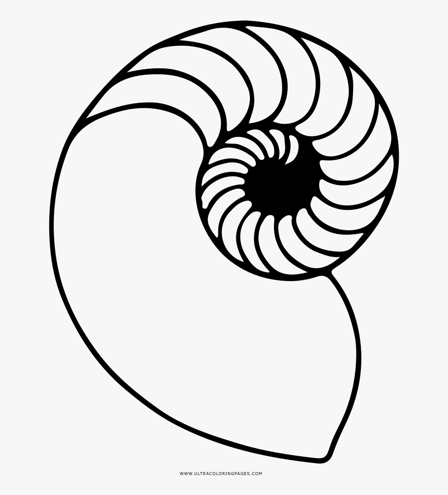 Nautilus Shell Coloring Page - Biscuit Outline, Transparent Clipart