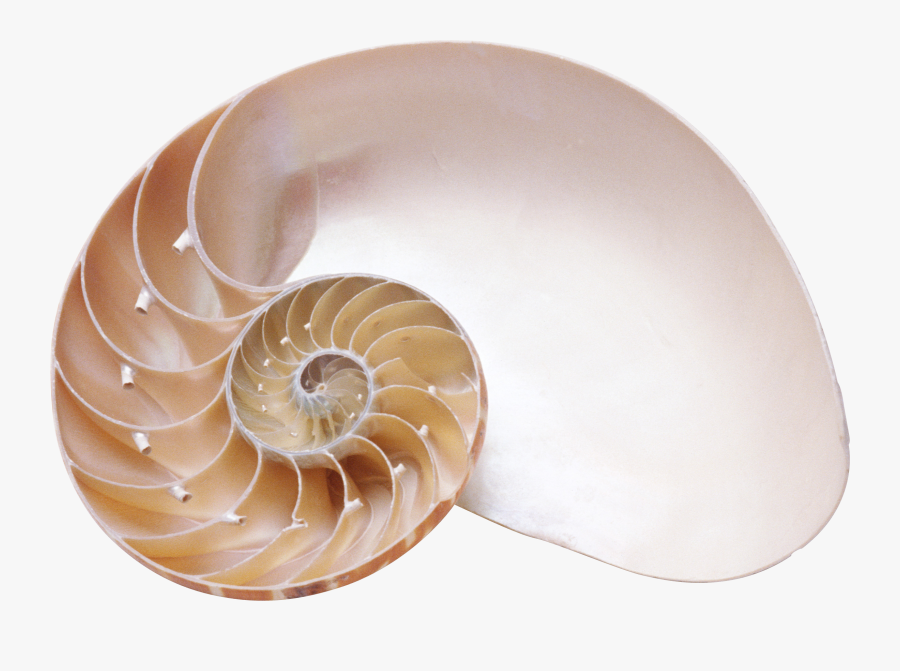Seashell Png - Nautilus Png, Transparent Clipart