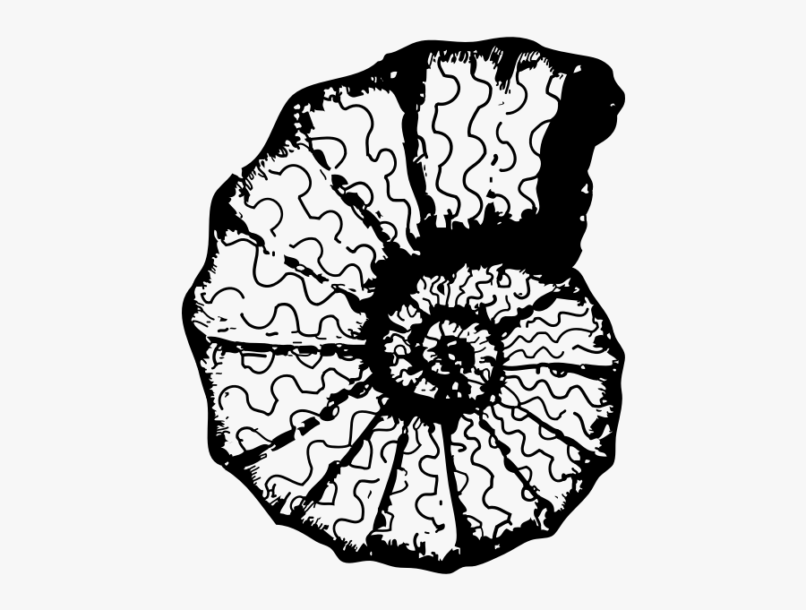 Vector Monochrome Image Of A Sea Shell - Sea Shell Clip Art, Transparent Clipart