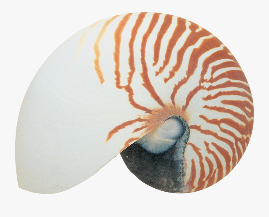 #nautilus #shell #nature #ocean #freetoedit - 贝壳, Transparent Clipart