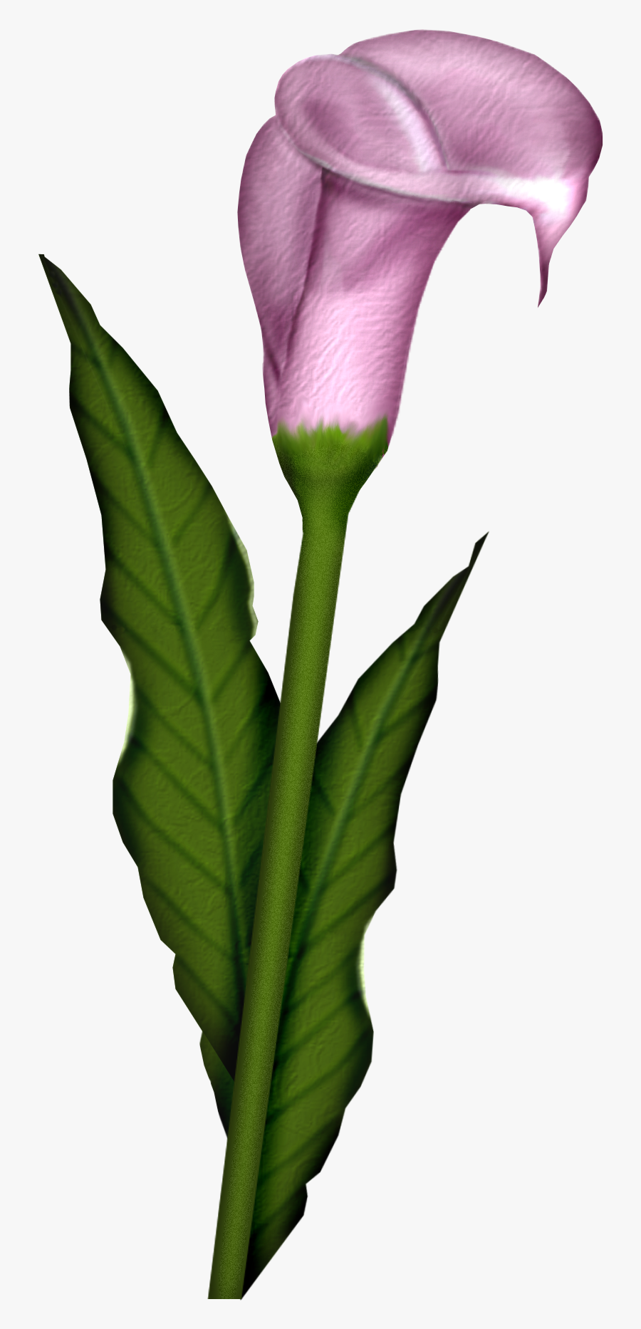 Giant White Arum Lily, Transparent Clipart