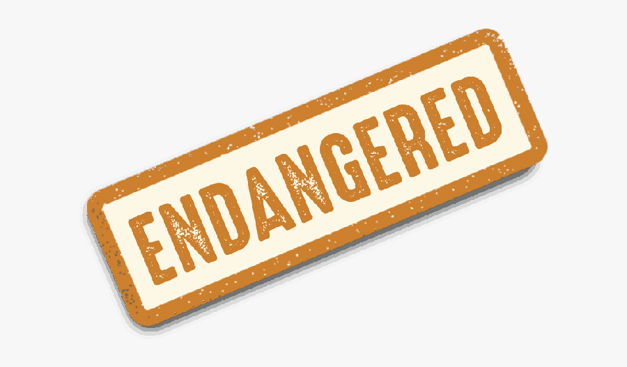 Graphic Design, Transparent Clipart