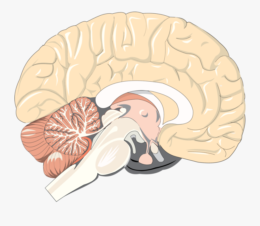 Brain,organ,jaw - Brain Cross Section Png, Transparent Clipart