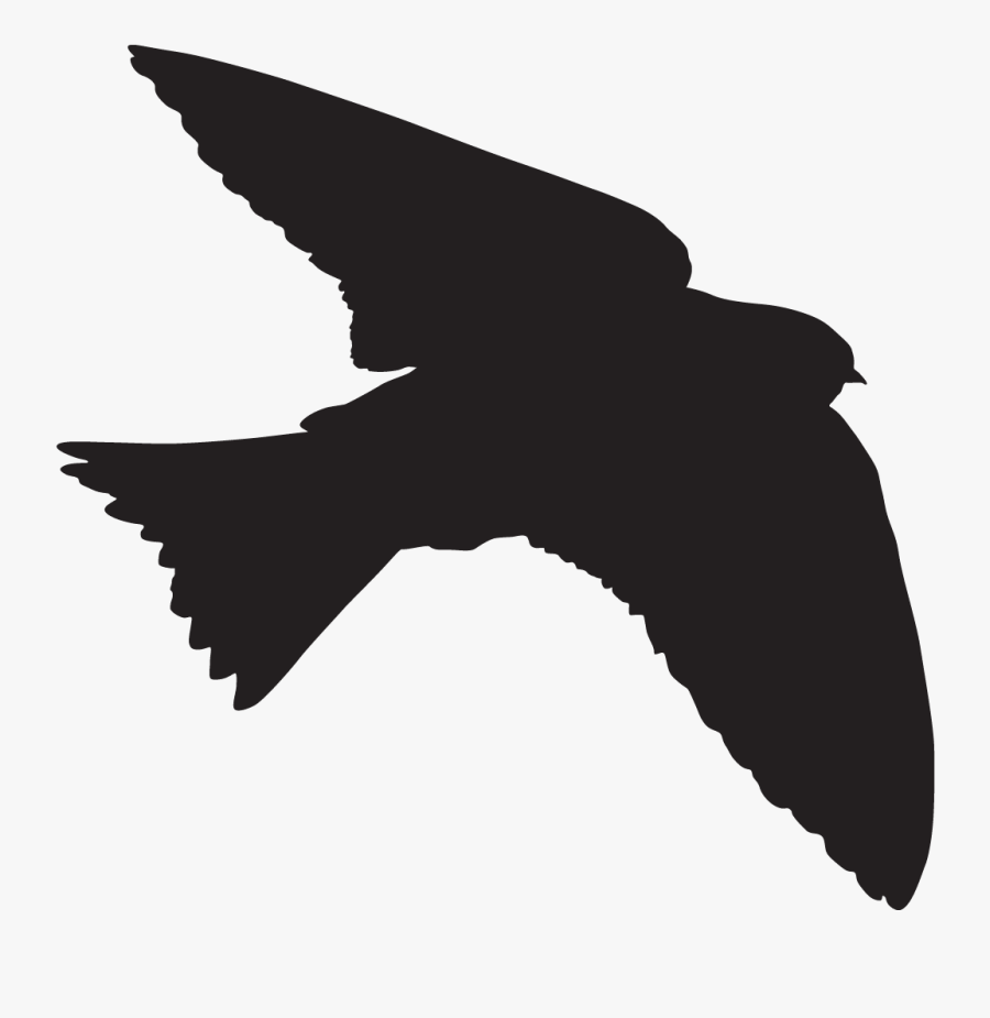 All About Birds American Cliff Swallow Cornell Lab - Tree Swallow Silhouette, Transparent Clipart