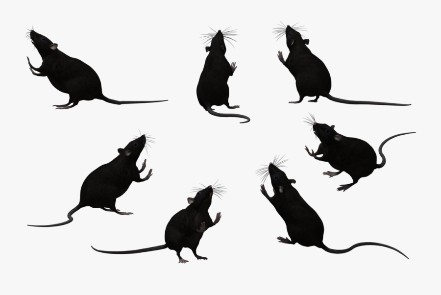 Whiskers Black Rat Laboratory Rat Mouse Rodent - Rat Black And White, Transparent Clipart