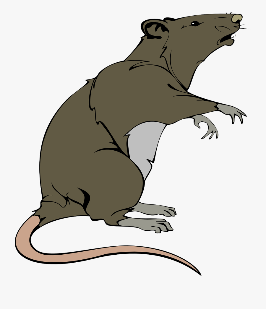Animal Model Study Using Crispr Could Lead To Successful - Rat Clip Art, Transparent Clipart