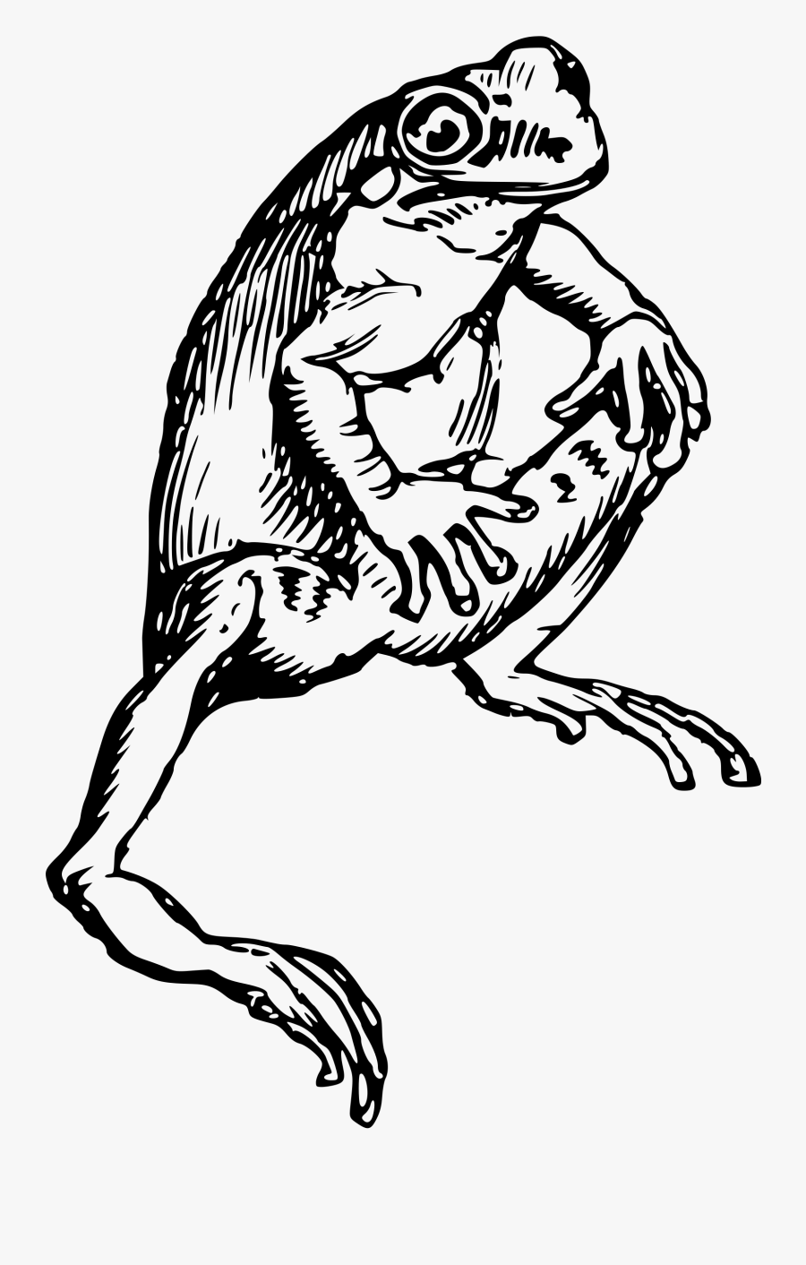 Black And White Bclipart - Drawing Of Frog Black And White, Transparent Clipart