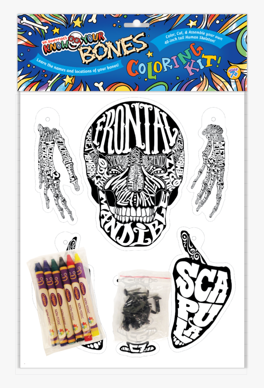 Bonyfide"s Know Your Bones, Transparent Clipart