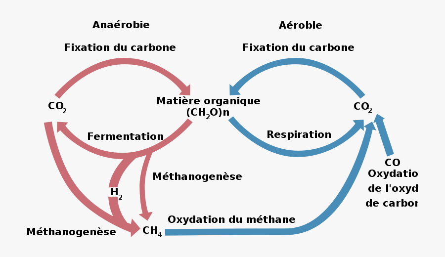 Cycle Biologic Of Carbon - Clip Art, Transparent Clipart