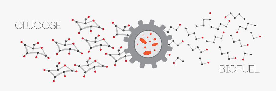 Fermentation No Background, Transparent Clipart