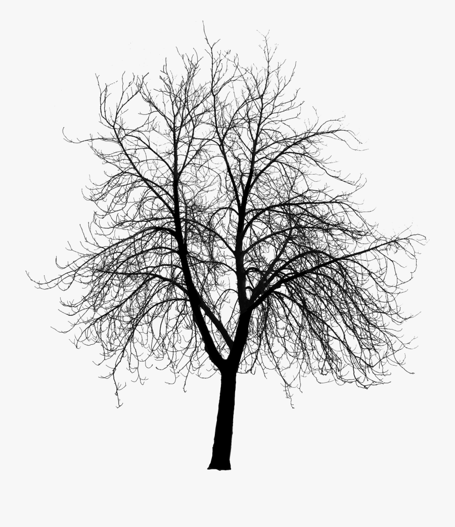Visualizing Clipart - Dry Tree Silhouette Png, Transparent Clipart