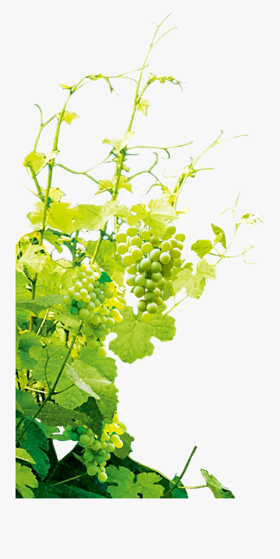 Grape Vine Leaf Png, Transparent Clipart
