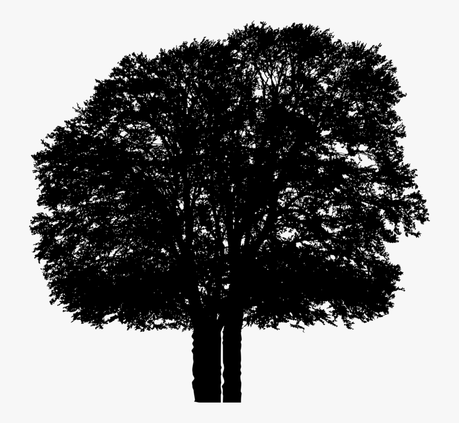 Plant,leaf,oak - Plane-tree Family, Transparent Clipart