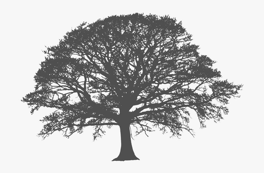 Medina The Venue At White Oak Farms Tn Southern Live - Oak Tree Silhouette Png, Transparent Clipart