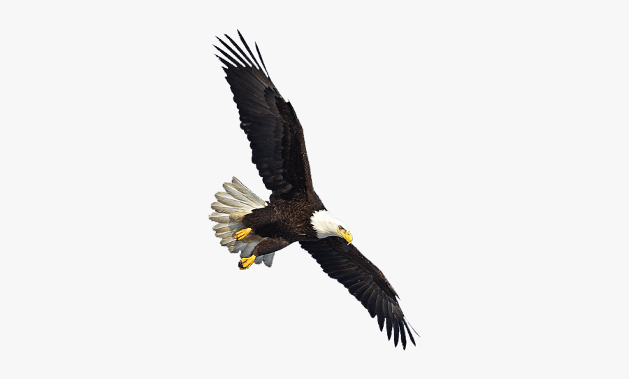 Eagle Flying Transparent Background, Transparent Clipart