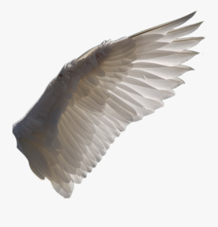 Bird Wing Transparent Background, Transparent Clipart