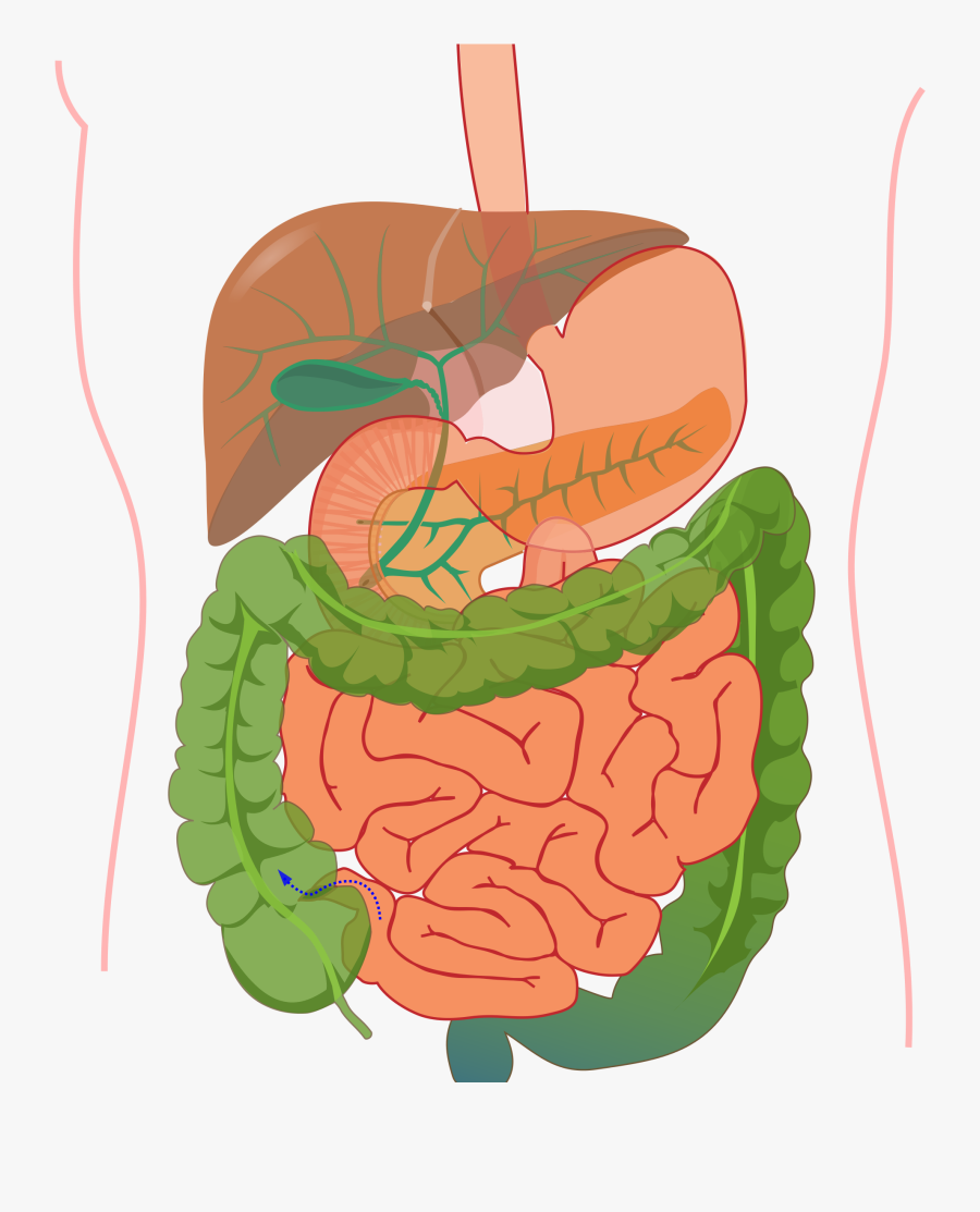 Transparent Cramp Clipart - Digestive System Diagram No Labels, Transparent Clipart