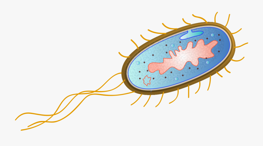 E Coli Clipart, Transparent Clipart