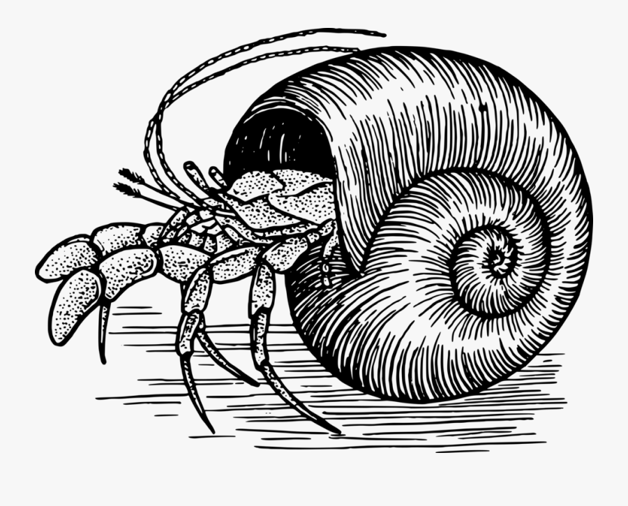 Head,monochrome Photography,pollinator - Hermit Crab Shell Drawing, Transparent Clipart