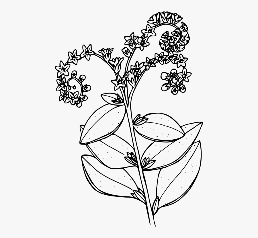 Art,symmetry,monochrome Photography - Heliotrope Clip Art, Transparent Clipart
