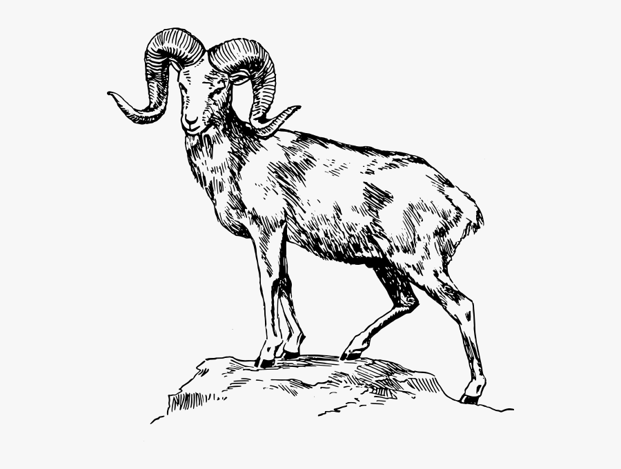 Argali Animal Png Clip Arts - Mountain Goat Clipart Black And White, Transparent Clipart