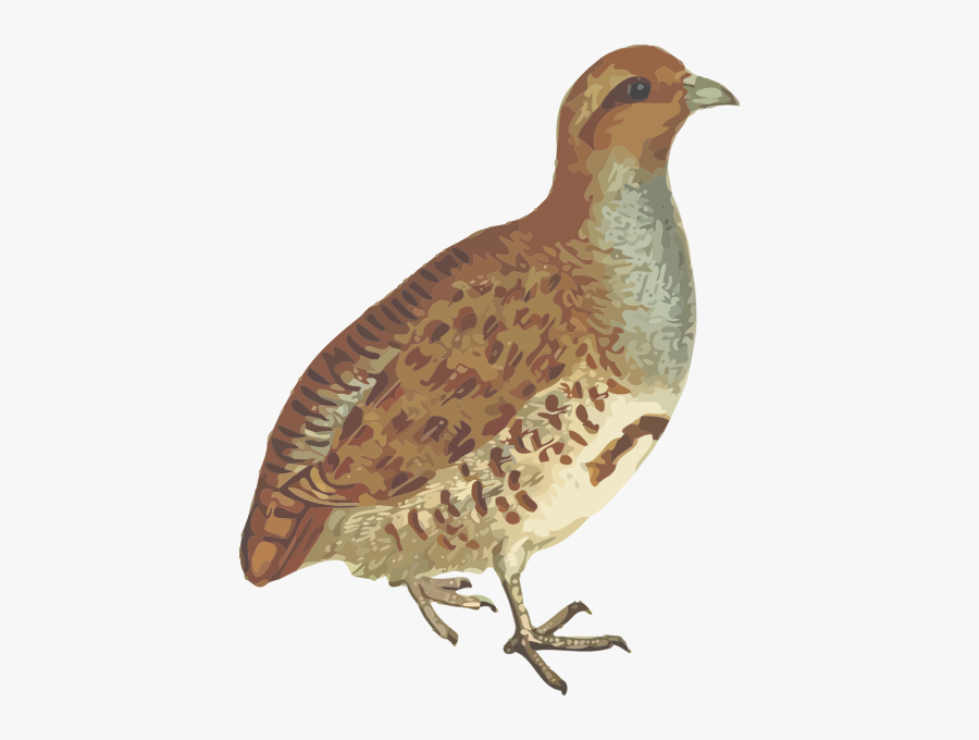 Grey Partridge - Gray Partridge Png, Transparent Clipart