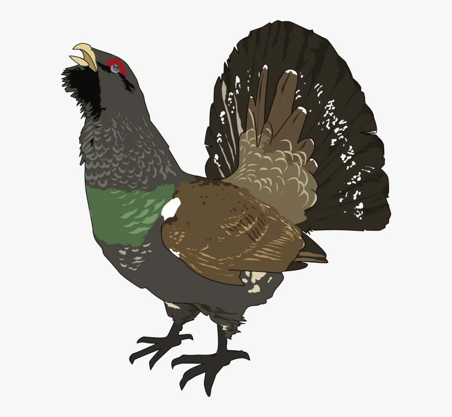 Grouse,phasianidae,bird - Capercaillie Clipart, Transparent Clipart