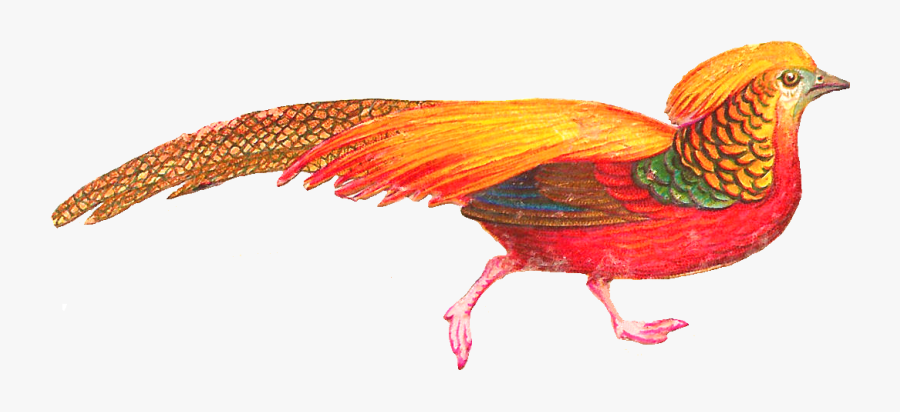 Colorful Bird Clipart, Transparent Clipart