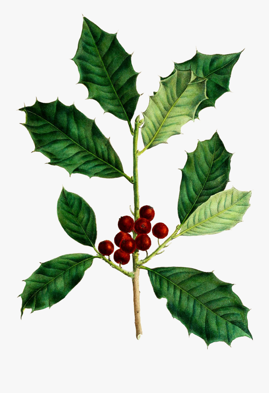 Botanical Holly Leaf Drawing, Transparent Clipart