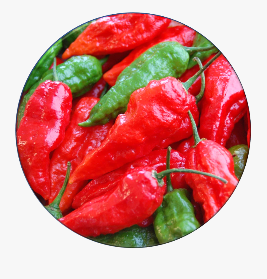 Ghost Pepper, Transparent Clipart