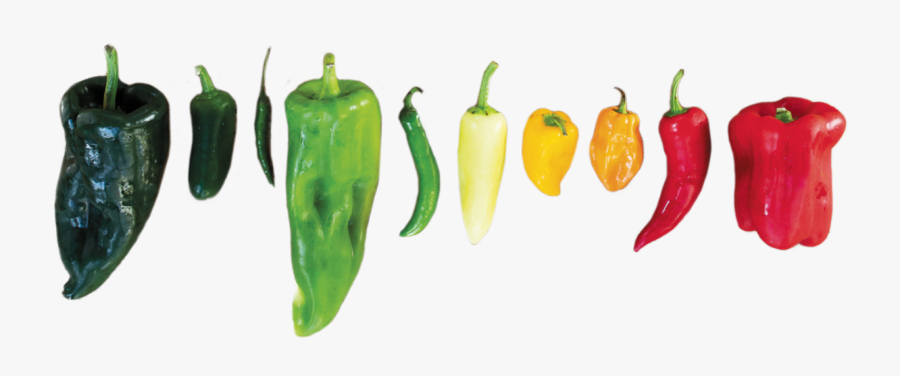 Serrano Pepper, Transparent Clipart