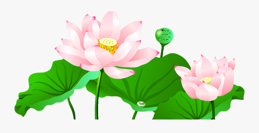 Pond Vector Lotus - Hoa Sen Không Nền, Transparent Clipart