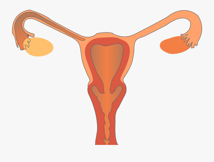 Female Reproductive System Anterior, Transparent Clipart