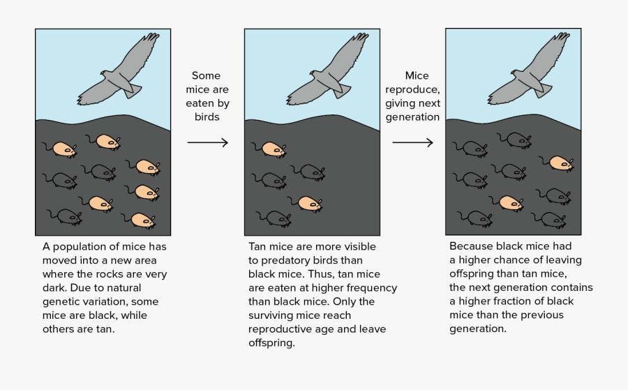 Evolution Transparent Natural Selection - Evolution By Natural Selection, Transparent Clipart