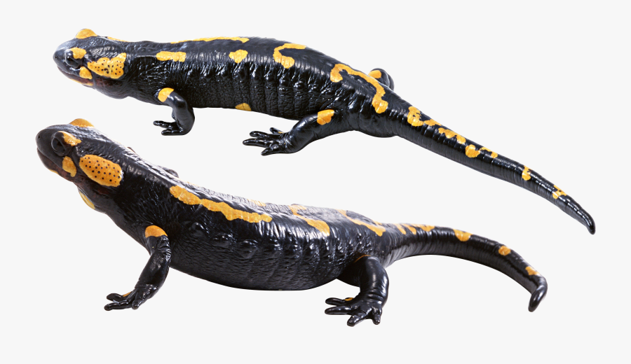 Transparent Salamander Clipart - Black And Yellow Chameleon, Transparent Clipart