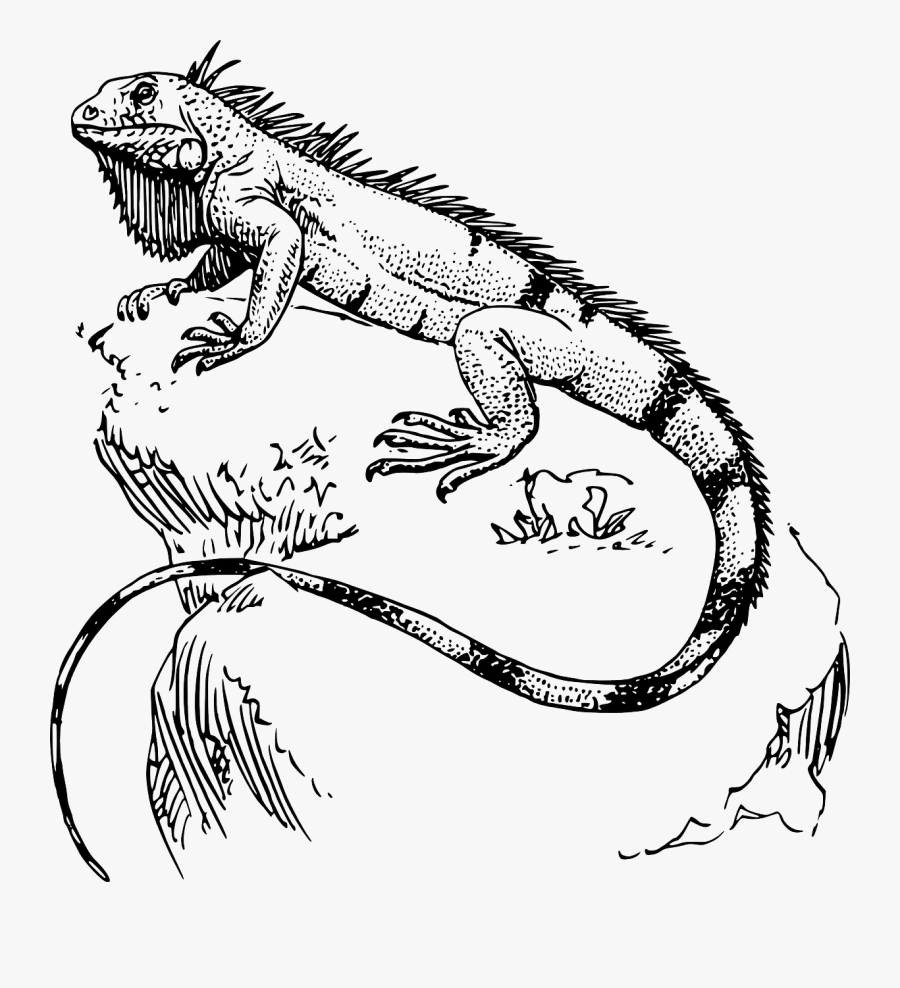 Iguana Drawing, Transparent Clipart