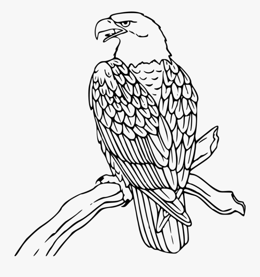 Eagle Clipart - Bald Eagle Colouring Pages, Transparent Clipart