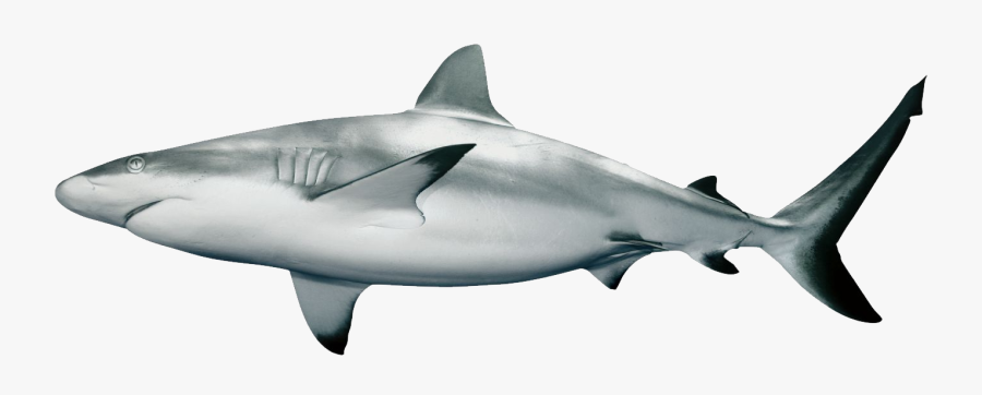 Clipart Skeleton Shark - Reef Shark White Background, Transparent Clipart