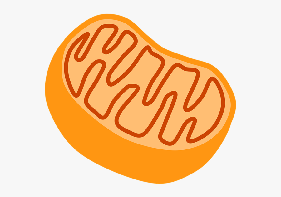 Mitochondria No Label Clipart , Png Download - Transparent Mitochondria Clipart, Transparent Clipart