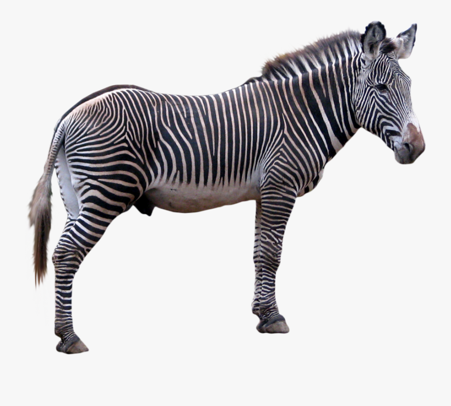 Zebra Png Image - Zebra Transparent Background, Transparent Clipart