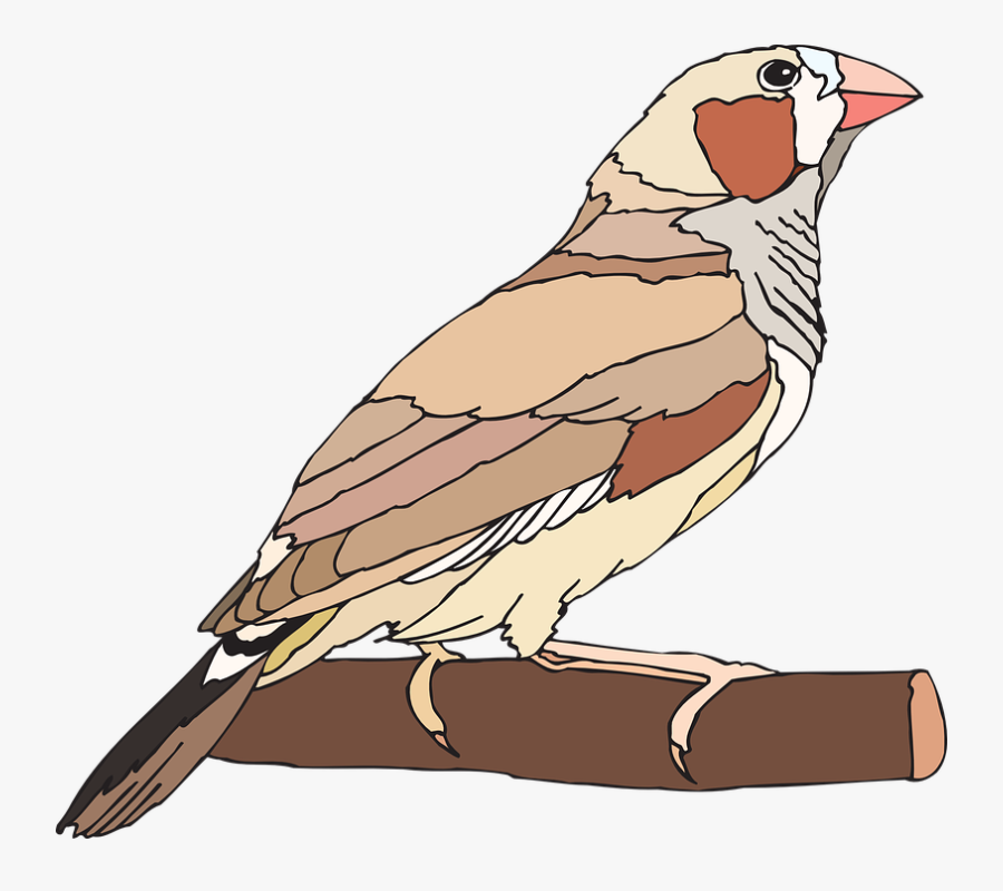Zebra Finch Clipart, Transparent Clipart