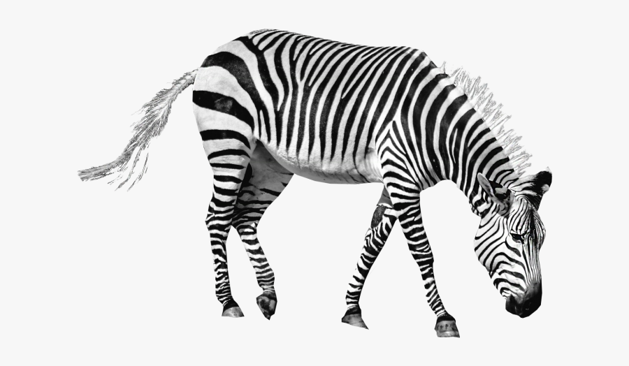 Zebra Png Image - Portable Network Graphics, Transparent Clipart