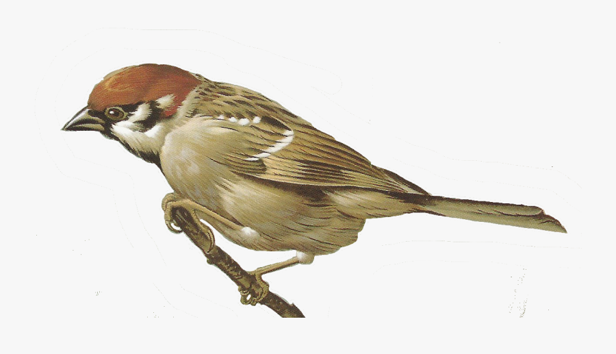 19 Watercolor Bird Image Download Huge Freebie Download - Clipart Sparrow Png, Transparent Clipart